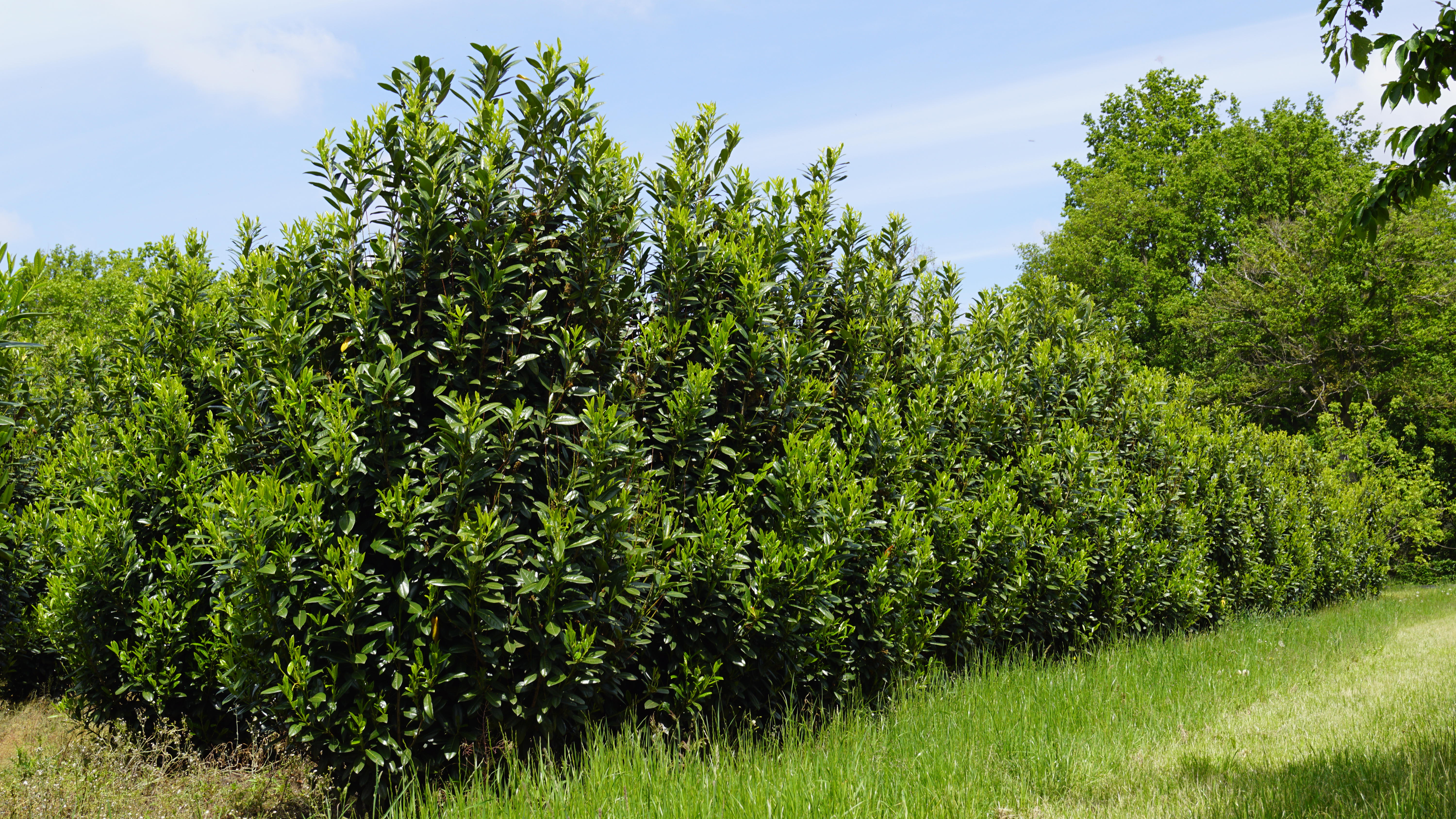 Prunus laurocerasus 'Greentorch' (6)